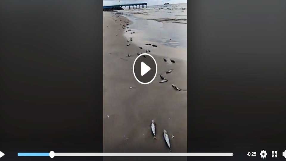 Netizen Posting Video Ikan Mati Di Pantai Gandoriah. Hendri: Itu Ikan Yang Dibuang Nelayan Karena Busuk